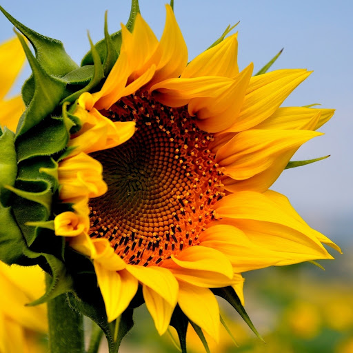 Hd-173725-ascw173725