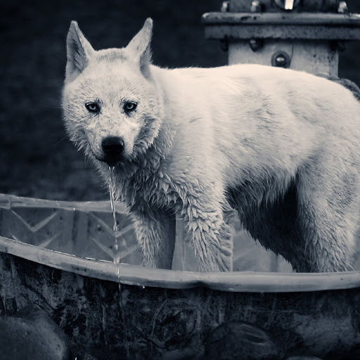 Hd-179881-ascw179881