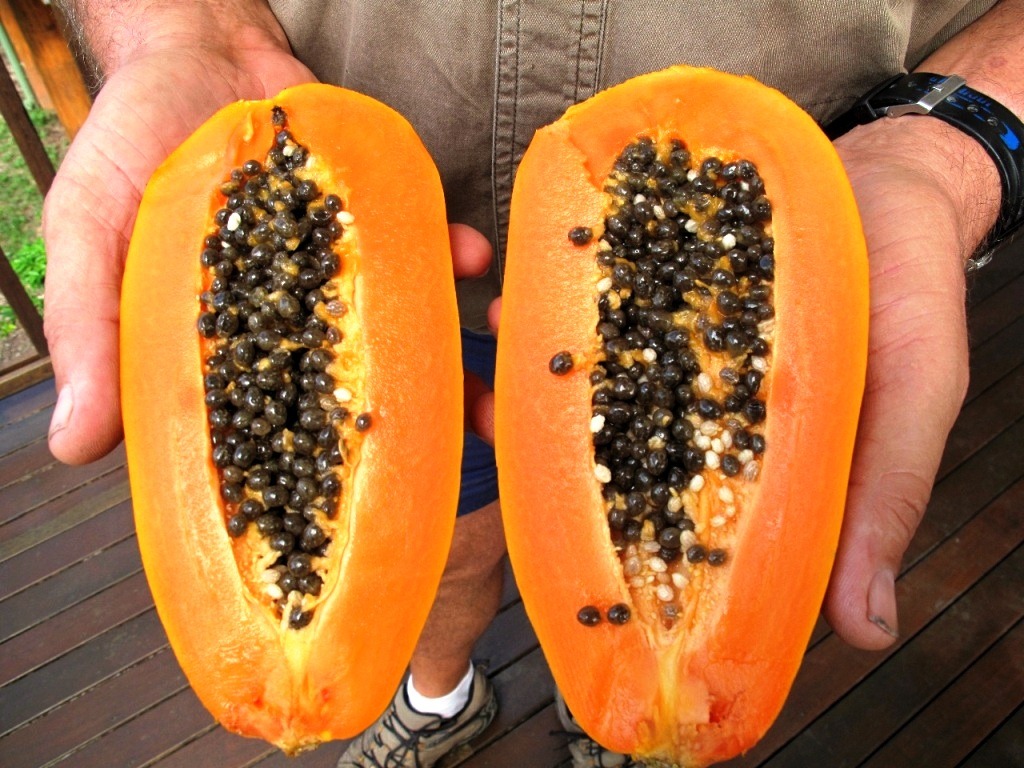 [Skybury%2520Red%2520Papaya%255B3%255D.jpg]