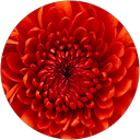 Madhukar Tummala profile picture