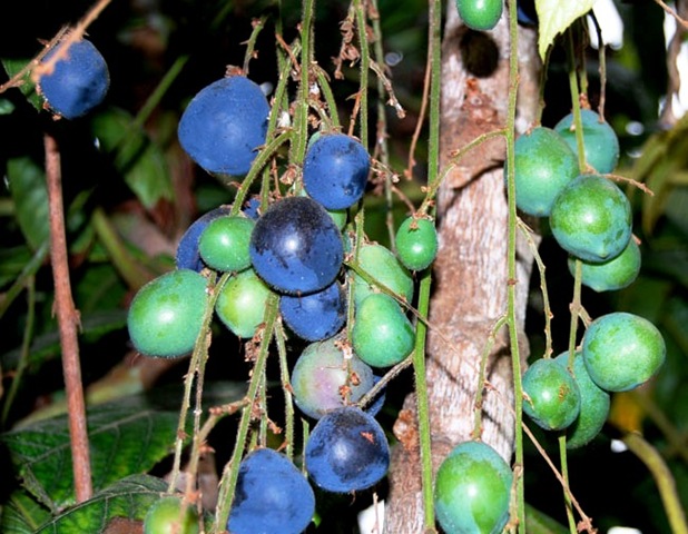 [Davidsonia%2520pruriens%255B3%255D.jpg]