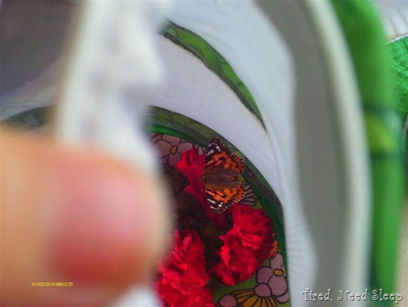 butterfly drinking sugar water on the carnations
