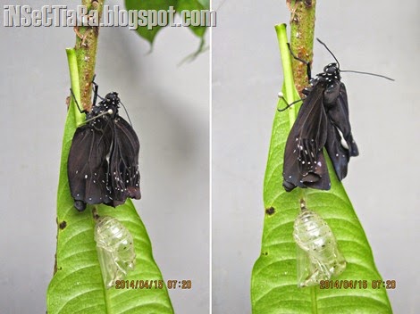 Ternyata kupu-kupu yang menetas didalam kantong celana trainingku itu berasal dari salah satu jenis kupu-kupu "Crows" (Euploea sp.) ya. 