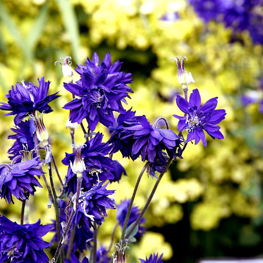 Hd-136993-ascw136993