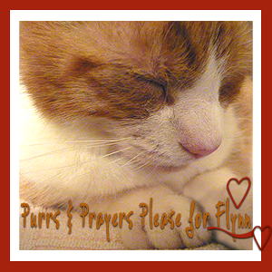 Purrs and Prayers for FLYNN