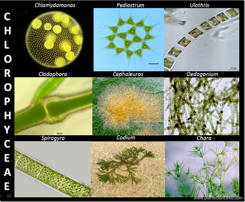 Example of green algae (Chlorophyceae)