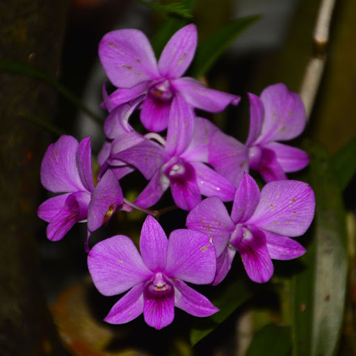 Hd-156035-ascw156035