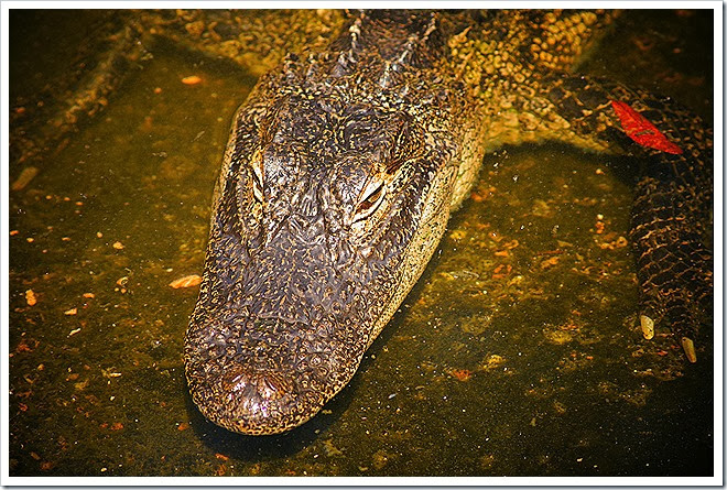 public-domain-pictures-alligator-1 (297)