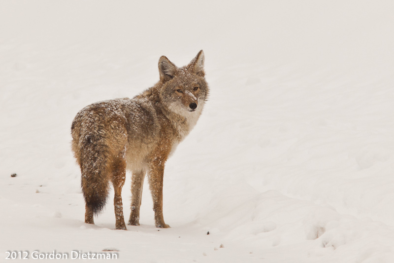 Coyote