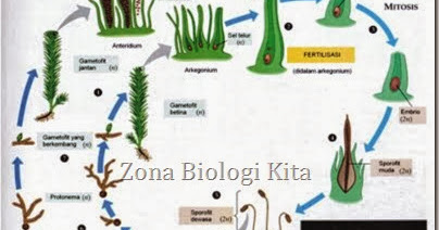 Proses metagenesis tumbuhan lumut  GANGSAR