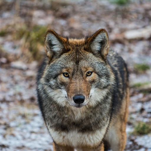 Hd-156634-ascw156634