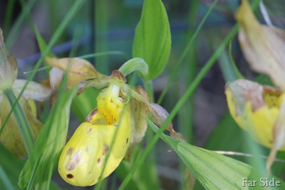 Lady Slippers there were 12 in my clump