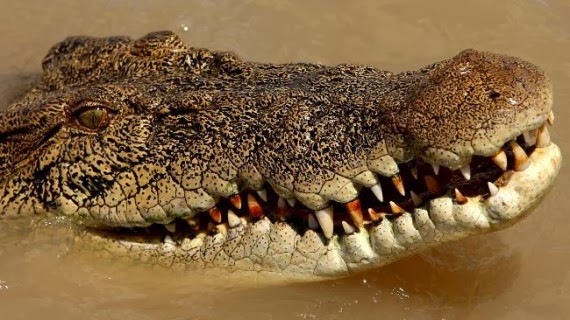 [crocodile-570x3204.jpg]