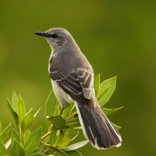 Hd-177823-ascw177823