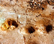 Impronte di dinosauri e fossili preistorici rischiano di scomparire per crolli e scarsa manutenzione.