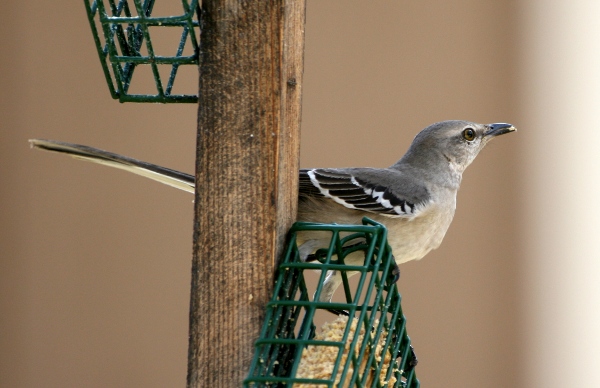 Gardening In Austin Mockingbird Older And Wiser