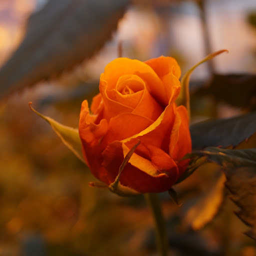 Hd-183956-ascw183956