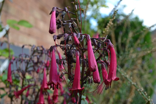 Cape fuchsias - African Soldiers