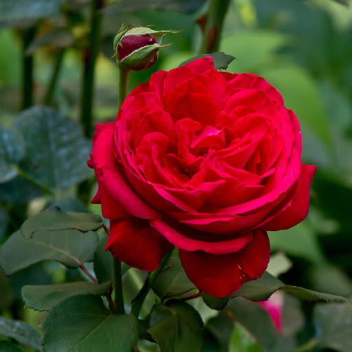 Hd-175362-ascw175362