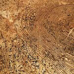 stumps-sharon-sides-07.jpg