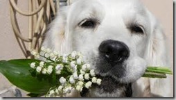 perros con flor (6)