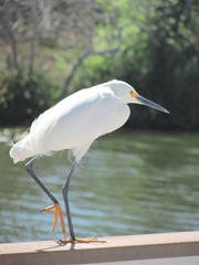 Florida 3. 2013 White Heron1