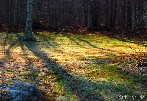 6. sunlight thru trees-kab