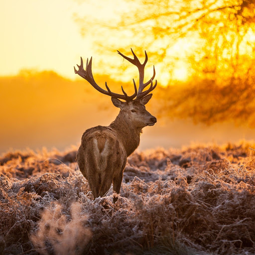 Hd-137855-ascw137855