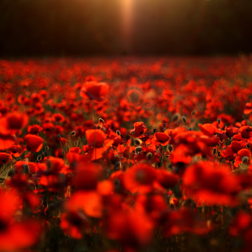 Hd-131584-ascw131584