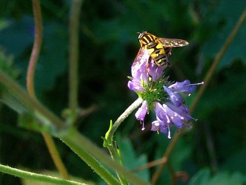 [Helophilus%2520pendulus%255B3%255D.jpg]