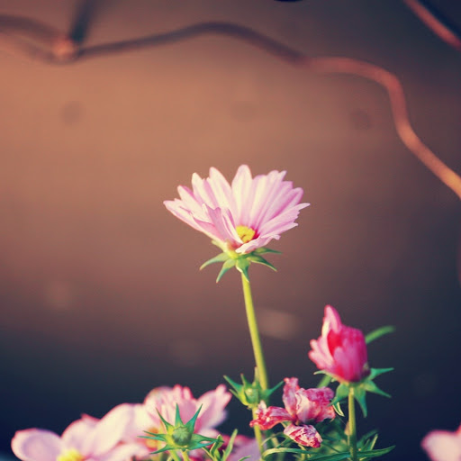 Hd-133587-ascw133587