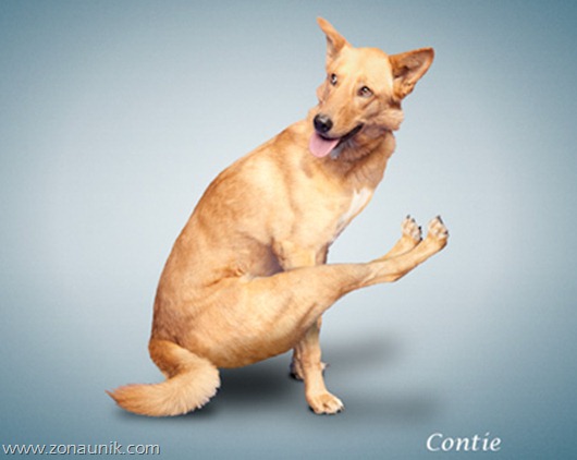 Anjing Senam Yoga (11)