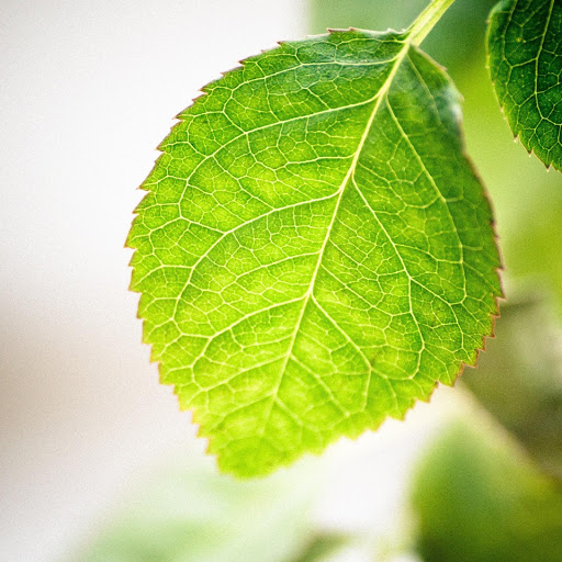 Hd-146632-ascw146632