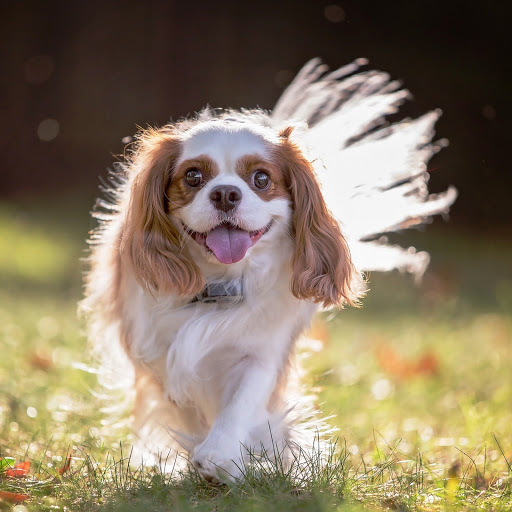 Hd-150361-ascw150361