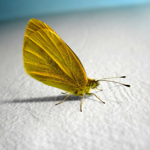 Hd-131115-ascw131115