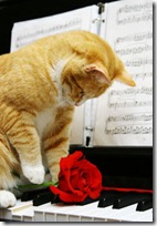 gato pianista blogdeimagenes (3)
