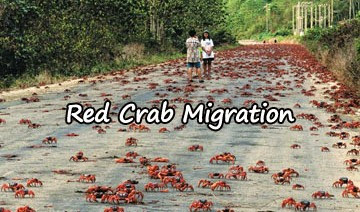red-crab-migration
