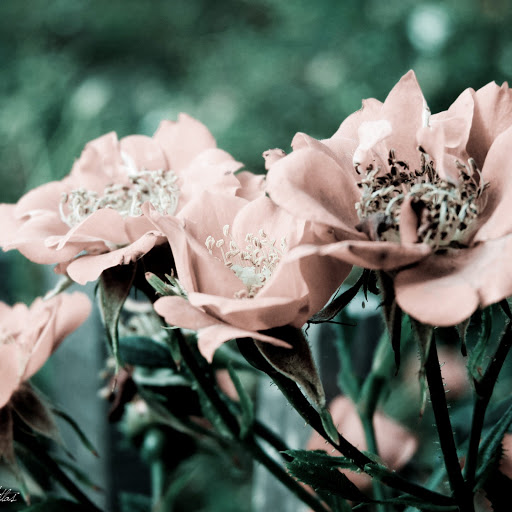 Hd-146597-ascw146597