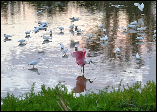 06 - Even the Roseate Spoonbill joined the party
