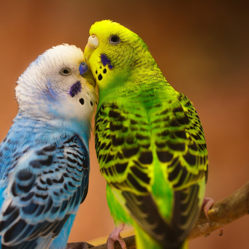 Hd-176372-ascw176372