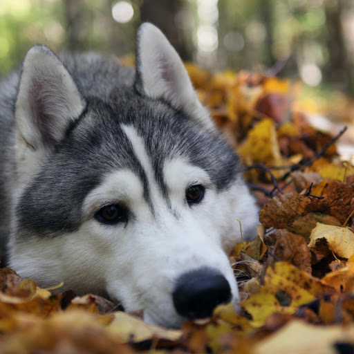 Hd-176749-ascw176749