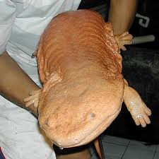 [Amazing%2520Animals%2520Pictures%2520Chinese%2520Giant%2520Salamander%2520%25285%2529%255B3%255D.jpg]