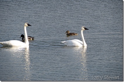 Swans and Mallard