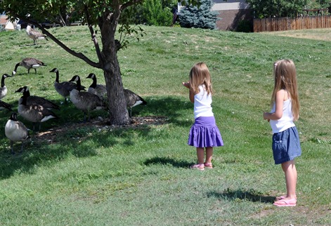 2012-07-15 girls geese