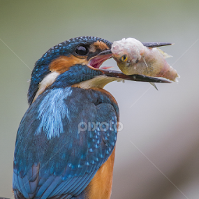 One shot one kill... by Federico Lenzi - Animals Birds