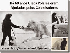ursos_colonizadores