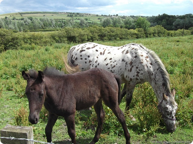 ponies near roddymoor