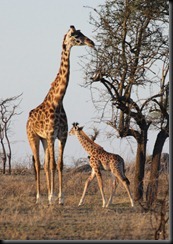 October 20, 2012 giraffe mom and baby