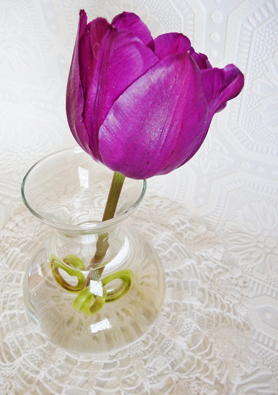 [tulip-0085.jpg]