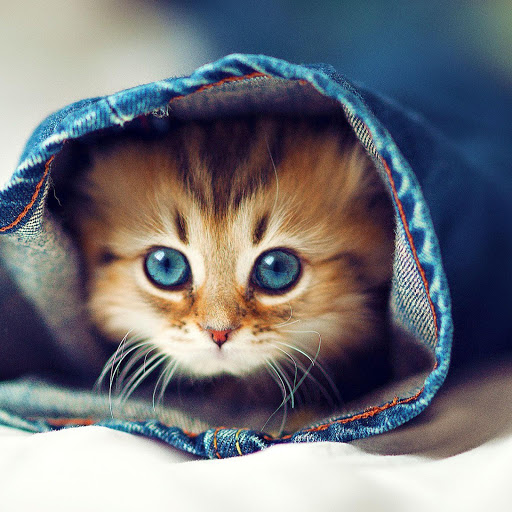 Hd-141591-ascw141591